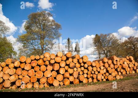 Tree trunks and logs stacked and piled up after commercial tree felling operations in woodland in Osmaston park estate  Derbyshire England Stock Photo
