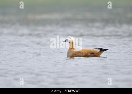 Ruddy Shelduck Is Swimming In The Wetland Stock Photo
