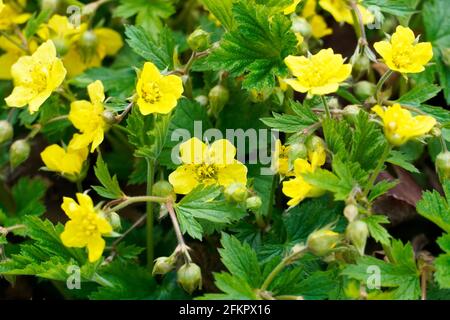 Close up of Waldsteinia ternata - golden strawberry. Hardy, early flowering perennials with yellow flowers. Ground cover for the garden. Stock Photo