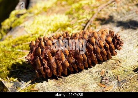 A pine cone lies in its natural environment on a sawn-off tree stump overgrown with moss. Stock Photo