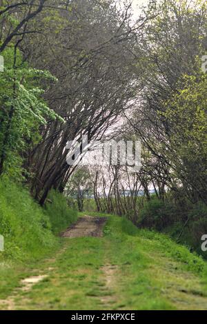 Shady path in a grove with trees arching on it Stock Photo