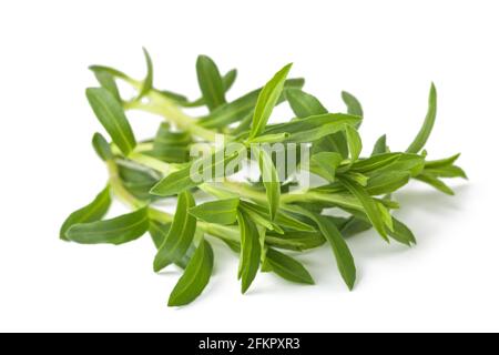 Summer Savory bunch isolated on white background Stock Photo