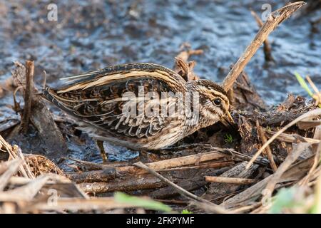 jack snipe or jacksnipe, Lymnocryptes minimus, single bird feeding in marsh habitat, Norfolk, England, United Kingdom Stock Photo
