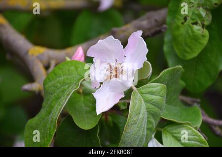 Pinkish white flower of Quince tree, Cydonia oblonga. Cultivated fruit tree, blooming in spring, Munilla, La Rioja, Spain. Stock Photo