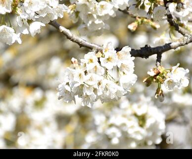 White flowers of Common Cherry (Prunus avium). Sunny day and tree in full bloom. Munilla, La Rioja, Spain. Stock Photo