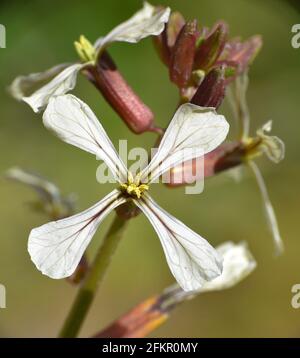Eruca vesicaria flowers in sunny day. Macro detail of its flower. Munilla, La Rioja, Spain. Stock Photo