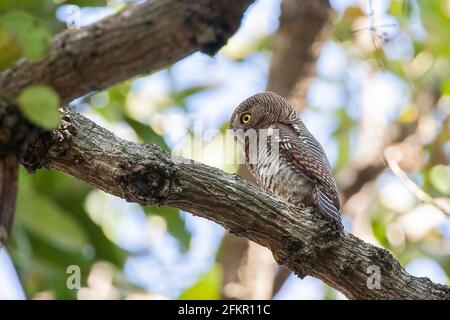 barred jungle owlet or jungle owlet, owl, Glaucidium radiatum, single adult perched in tree, Sri Lakna Stock Photo