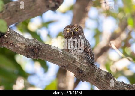 barred jungle owlet or jungle owlet, owl, Glaucidium radiatum, single adult perched in tree, Sri Lakna Stock Photo