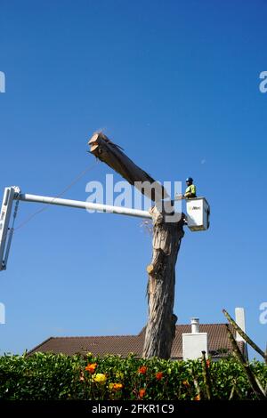 Tree Being Trimmed Stock Photo