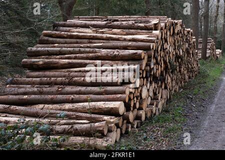 Sawed-off tree trunks are stacked in a forest in the Netherlands for the timber industry or to be burned in biomass plants Stock Photo