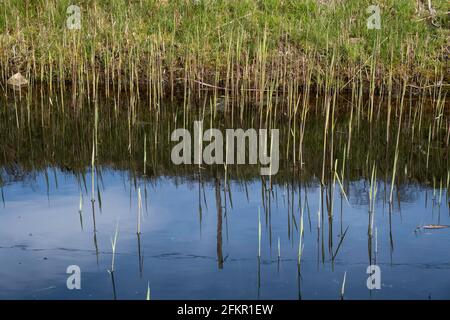 Grass and reeds at the edge of a pond are reflected in the water in spring Stock Photo