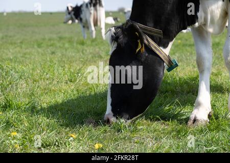 Head of a peacefully grazing black-and-white Frisian cow with collar seen from the side. In the background other cows in the Dutch pasture landscape Stock Photo