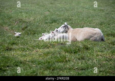 Sheep with three lambs (triplets) are enjoying themselves in a green meadow with a hazy farm on the horizon. The ewe looks after them well Stock Photo