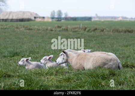 Sheep with three lambs (triplets) are enjoying themselves in a green meadow with a hazy farm on the horizon. The ewe looks after them well Stock Photo