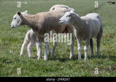 Sheep with lambs in a green pasture Stock Photo
