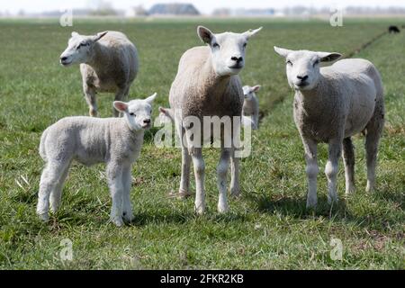 Sheep with lambs in a green pasture with a hazy farm on the horizon. Some are looking at the camera Stock Photo