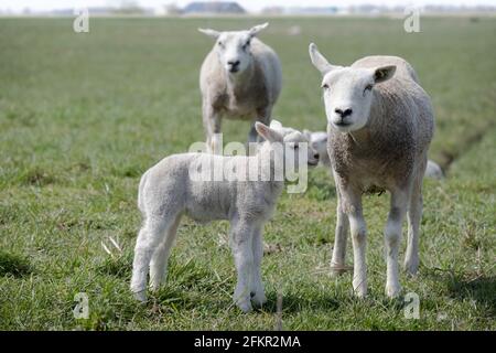 Sheep with lambs in a green pasture with a hazy farm on the horizon. Some are looking at the camera Stock Photo