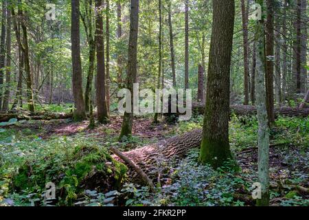 Frash Alder tree mixed forest in summertime morning with sunlight entering, Bialowieza Forest, Poland, Europe Stock Photo