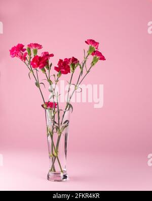 Fresh beautiful red carnations in glass vase on pink background Stock Photo