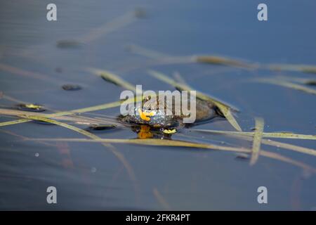 European fire-bellied toad singing in water Stock Photo
