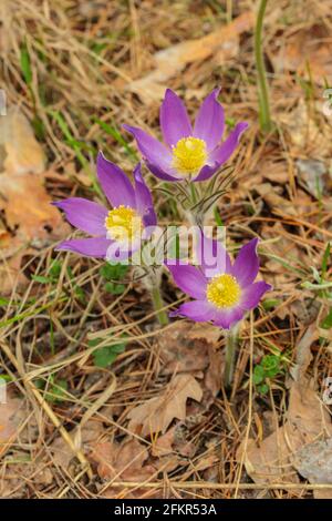 First spring flowers of dream herb in the forest. View from above Stock Photo