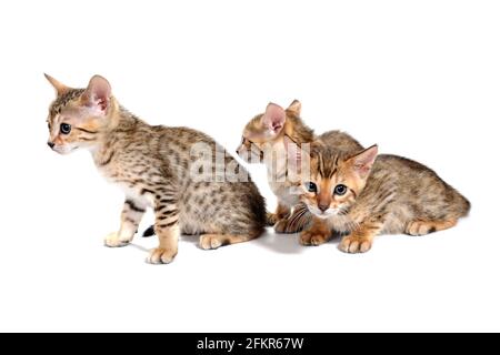Three purebred kittens sit on a white background Stock Photo