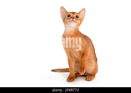 Abyssinian ginger cat sits on a white background Stock Photo