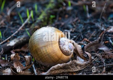 Big yellow snail shell alone in the forest Stock Photo