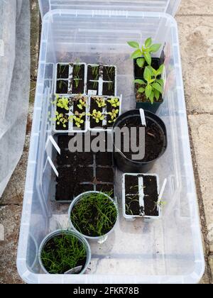 Improvised cold frame using a plastic storage box for growing  seedlings and tender plants in a small back garden vegetable plot Stock Photo