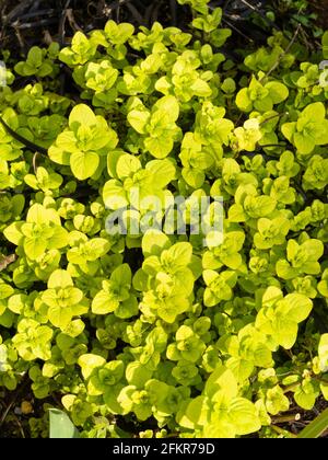Bright yellow spring foliage of the hardy perennial culinary herb, Origanum vulgare 'Aureum', golden marjoram Stock Photo