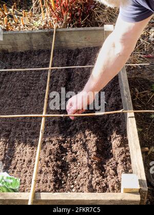 Early spring sowing of garden pea Pisum sativum 'Meteor' in a raised bed with canes for square foot spacing Stock Photo
