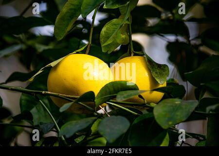 Grapefruit close up growing on tree at sunlight fruits Stock Photo