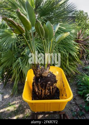 Repotting a root bound container plant of the bird of paradise flower, Strelitzia reginae, in a Plymouth, UK garden Stock Photo