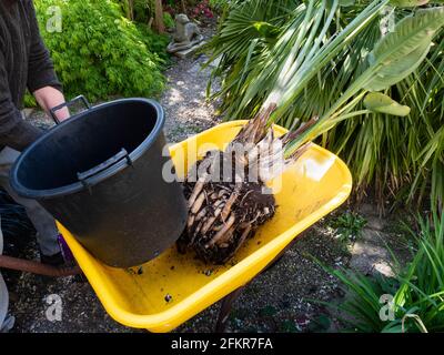 Repotting a root bound container plant of the bird of paradise flower, Strelitzia reginae, in a Plymouth, UK garden Stock Photo