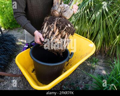 Repotting a root bound container plant of the bird of paradise flower, Strelitzia reginae, in a Plymouth, UK garden Stock Photo