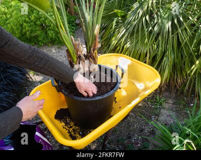 Repotting a root bound container plant of the bird of paradise flower, Strelitzia reginae, in a Plymouth, UK garden Stock Photo