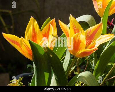 Yellow and red striped flowers of the early spring blooming species tulip, Tulipa greigii 'Winnipeg' Stock Photo