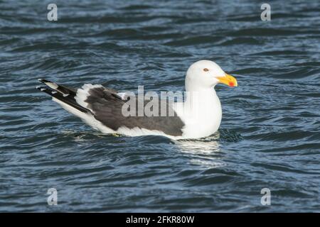 kelp gull, Dominican gull or southern black-backed gull, Larus dominicanus, single adult swimming on sea, Falkland Islands Stock Photo