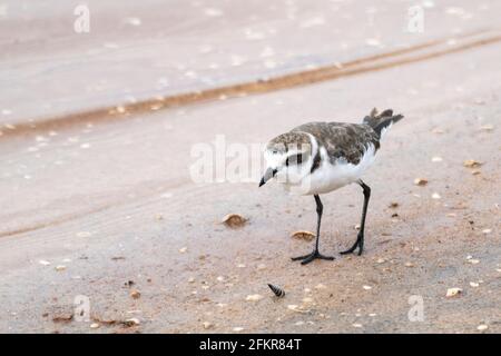 Kentish plover, Charadrius alexandrinus, single bird standing on sand on near water, Sri Lanka Stock Photo