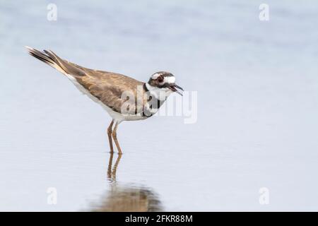 killdeer, Charadrius vociferus, single adult standing in shallow water, Cuba Stock Photo