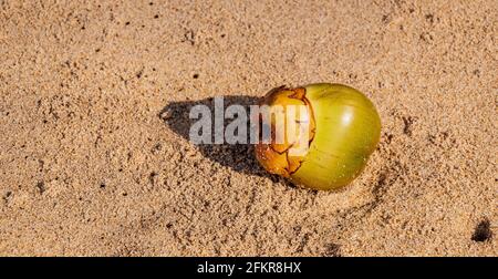 A small coconut has fallen from a palm tree and lies on a beach along the coast of Axim Ghana West Africa Stock Photo