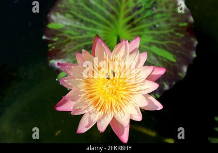 Pastel Pink Waterlily with Two Little Bees Collecting Nectar on Yellow Pollen Stock Photo