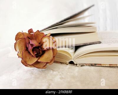 Closeup shot of dried rose laying over an open book Stock Photo