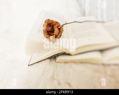 Closeup shot of dried rose laying over an open book Stock Photo