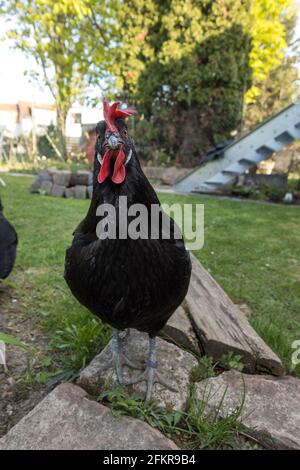 Little black free range chicken in the garden on green grass. Domestic bio chicken bird livestock searching for nutrition food on the green grass at d Stock Photo