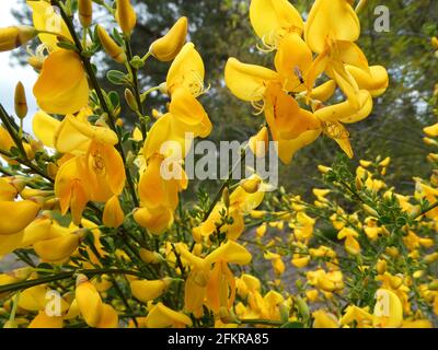 The yellow flowers of the Cytisus scoparius,  Sarothamnus scoparius, the common broom or Scotch broom Stock Photo