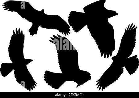 Birds of prey silhouettes in black on white background Stock Vector