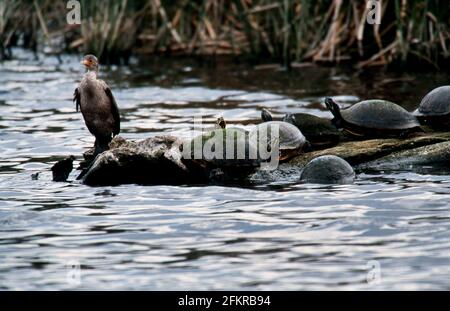 Exotic birds, birds in nature and natural habitat Stock Photo