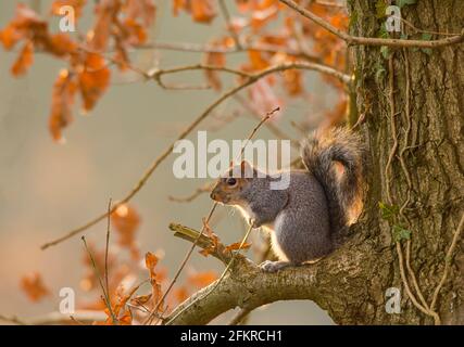 Grey Squirrel Sciurus carolinensis perched high in an Oak tree during the Winter months in North Norfolk. Stock Photo