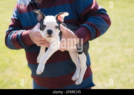 A Boston Terrier puppy being held by a man. They are outside in the sunshine. The small dog is looking at the camera. Stock Photo
